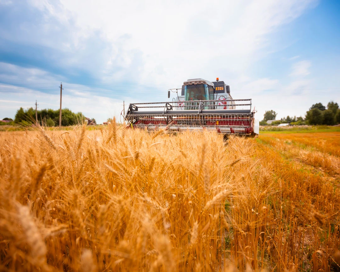 Argentina exporta trigo a China