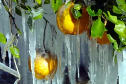 Heladas-en-Florida-2026