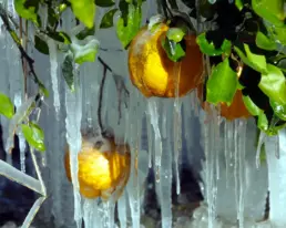 Heladas-en-Florida-2026